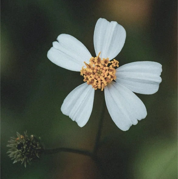 Renew & Glow Augen Serum - 15 ml