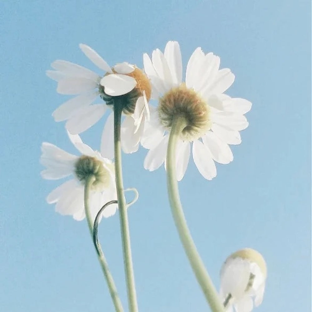 Reiniger für sensitive Haut "Oil-To-Milk" - 150 ml