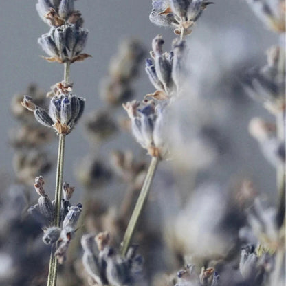 Sojawachskerze "Lavender Sanctuary"