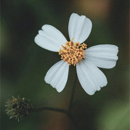 Renew & Glow Augen Serum - 15 ml