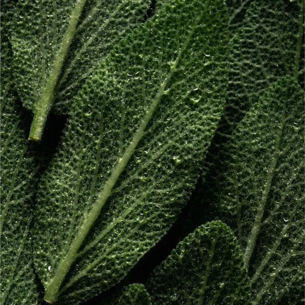 Tiefenreinigendes Kopfhautpeeling - 170 ml