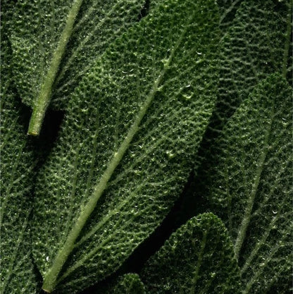 Tiefenreinigendes Kopfhautpeeling - 170 ml