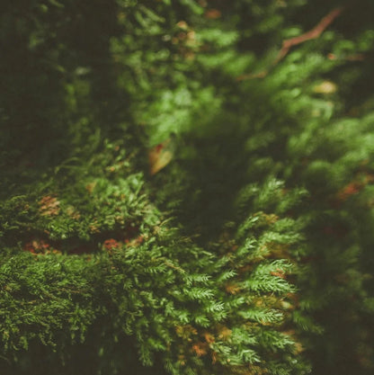 Sojawachskerze "Moss Calm"