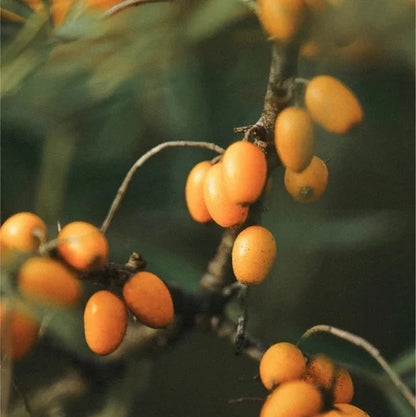 Renew & Glow Moisturizer - 50 ml