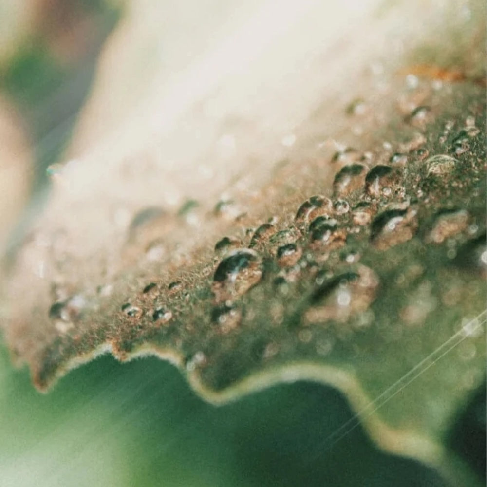 Feuchtigkeitsspendendes Gel mit Niacinamide- 50 ml