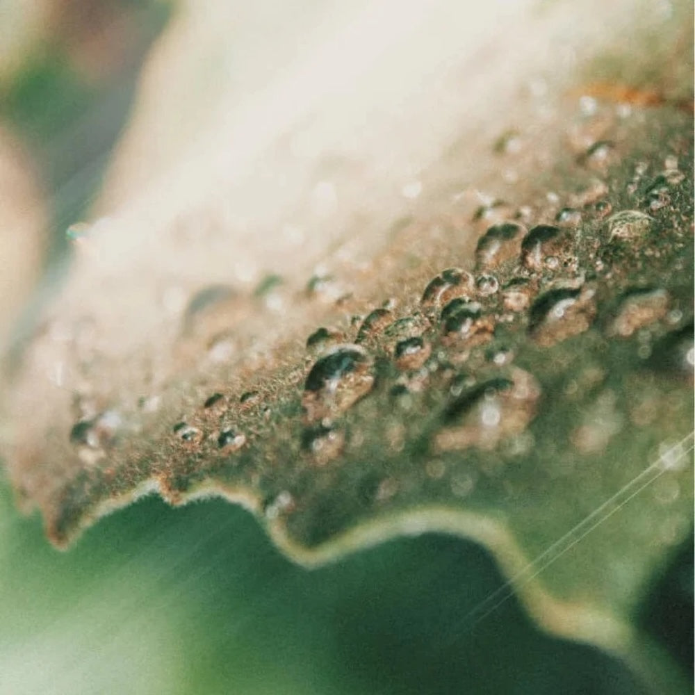 Klärender Toner - 200 ml