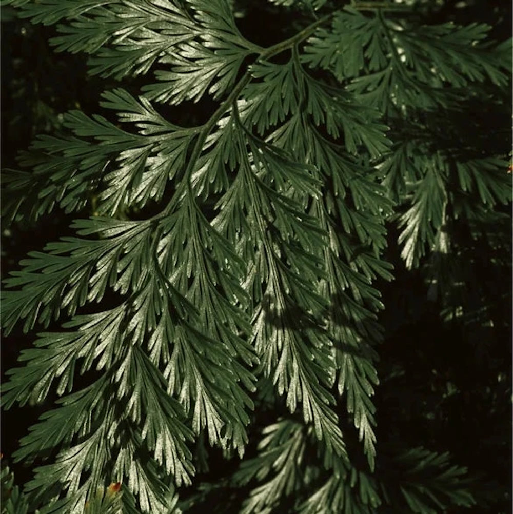 Renew & Glow - Face & Body Exfoliator mit Kojicsäure - 150 ml