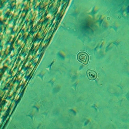 Beruhigende Augencreme mit CBD - 15 ml