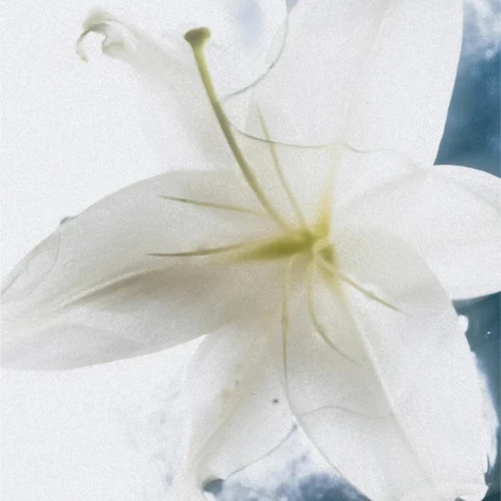 Sensitive Body Duo - 590 ml