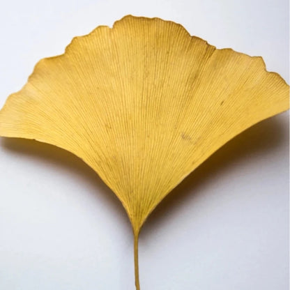 Antioxidatives Ginkgo Gel - 30 ml