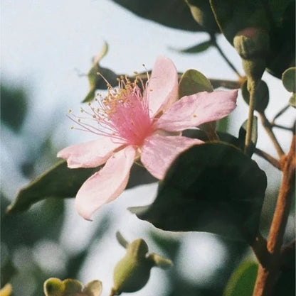 Renew & Glow Serum - 30 ml