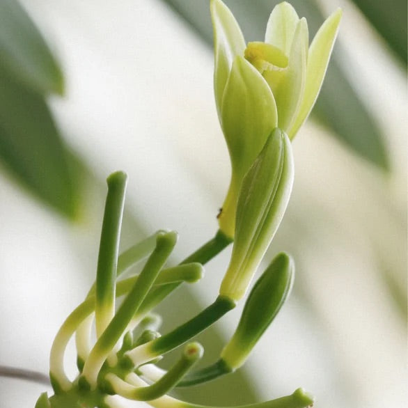 Sanfter Baby Reinigungsschaum - 150 ml