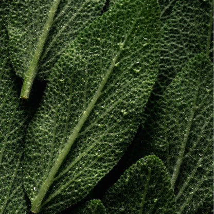 Reinigung für Hände & Körper, Pfefferminz & Zedernholz 490 ml