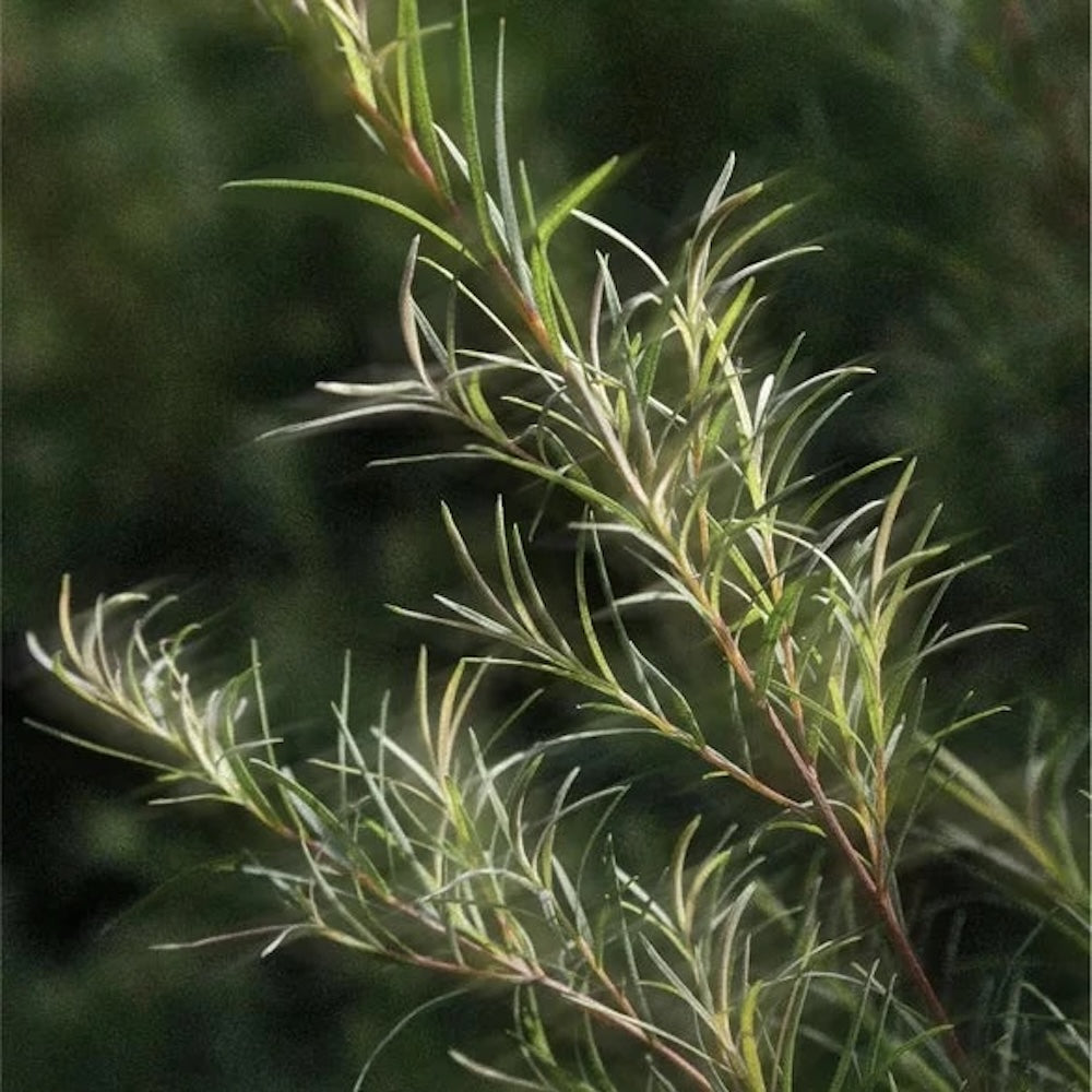 Akne Spot Pflege - 15 ml