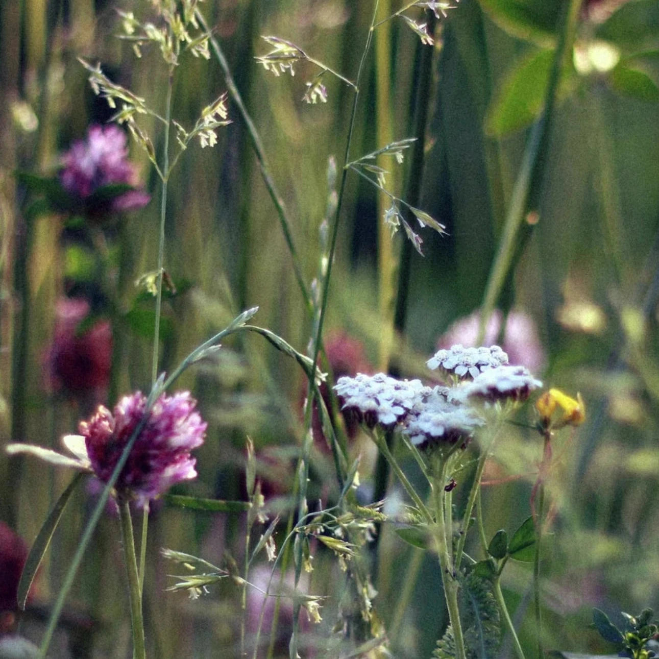 Sojawachskerze "Soft Bloom"