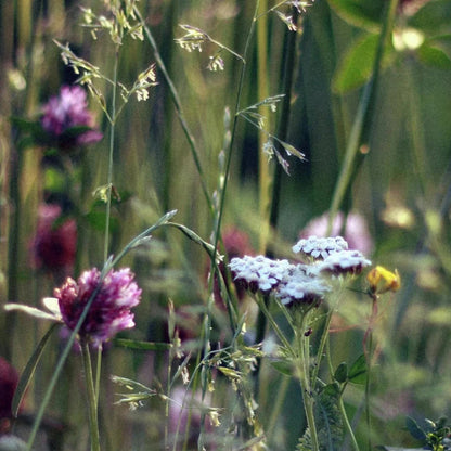 Sojawachskerze "Soft Bloom"