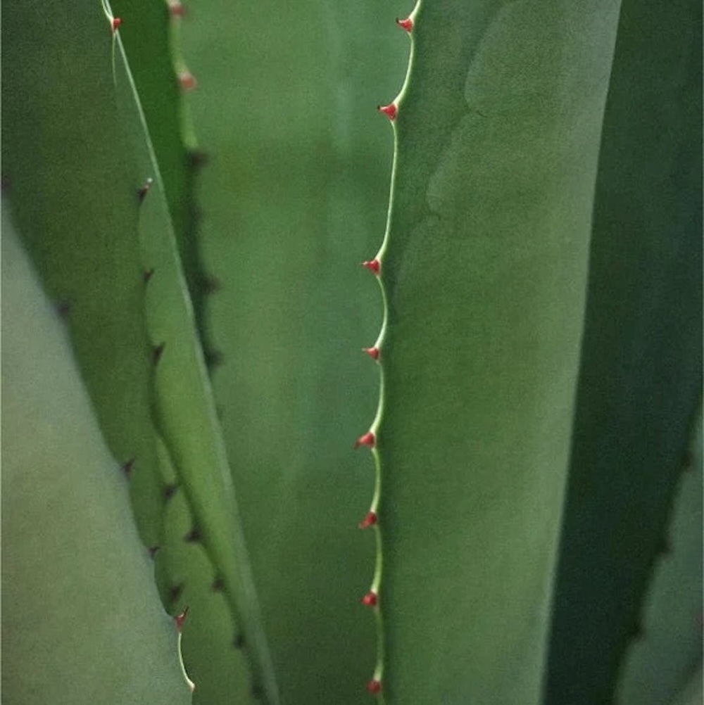 Renew & Glow Moisturizer - 50 ml