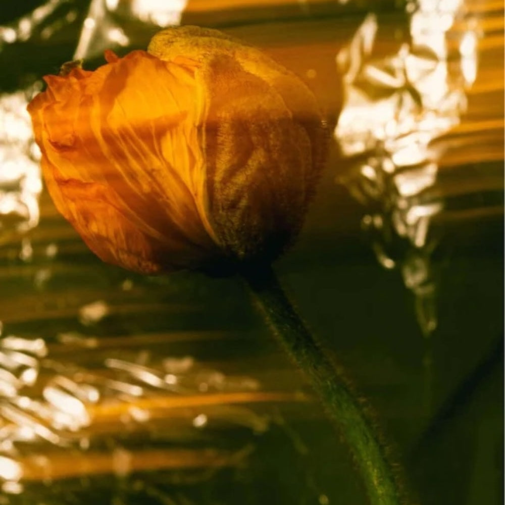 Nährende Tagespflege, parfümfrei - 50 ml