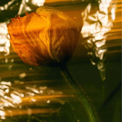 Nährende Tagespflege, parfümfrei - 50 ml