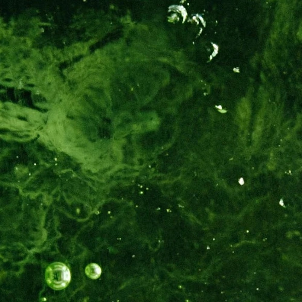 Ceramide Barriere Nachtcreme - 50 ml