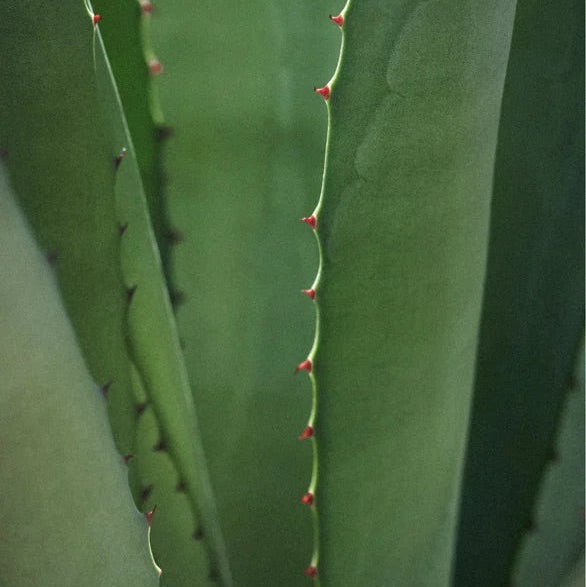 Beruhigende Intensiv-Nachtpflege für empfindliche Haut - 50 ml