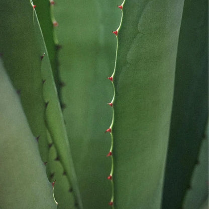 Beruhigende Intensiv-Nachtpflege für empfindliche Haut - 50 ml