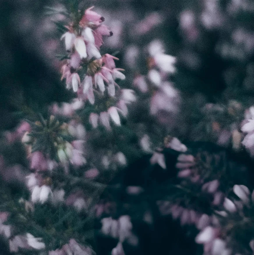 Sojawachskerze "Heather Whisper"