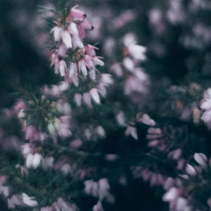 Sojawachskerze "Heather Whisper"