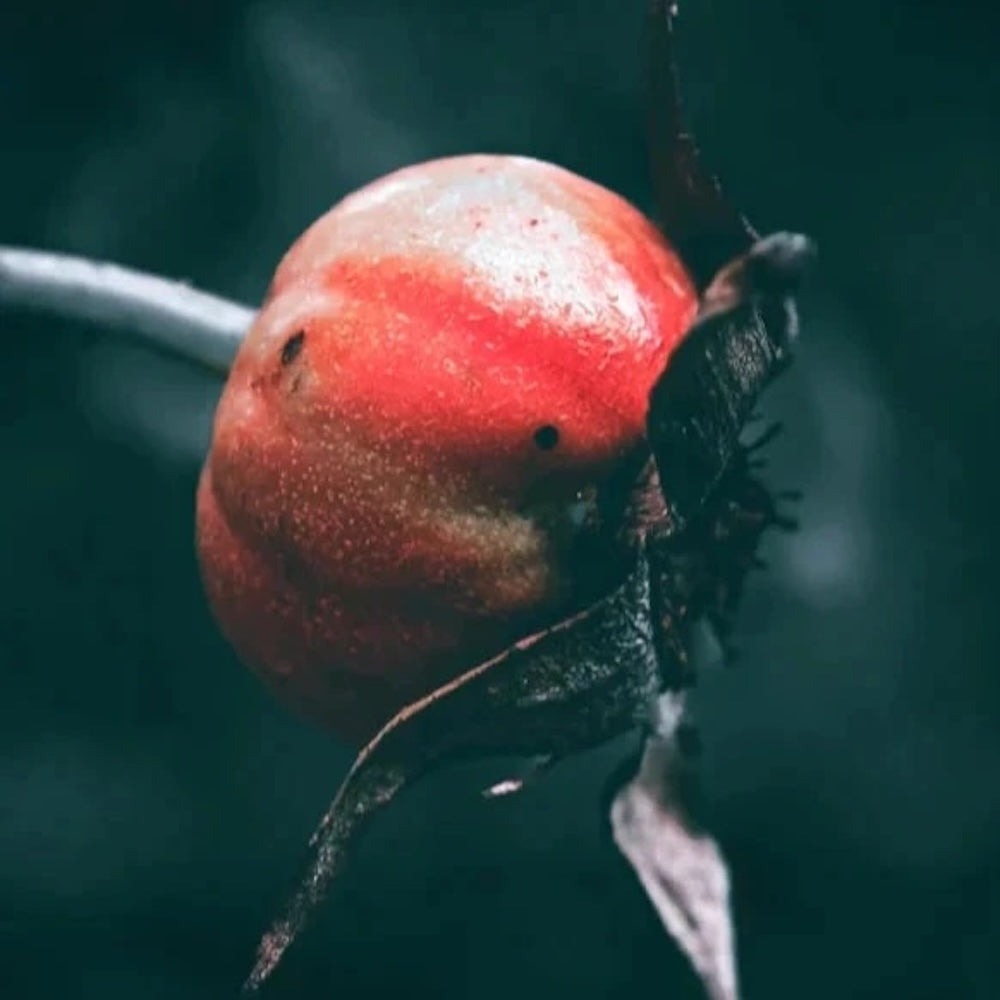 Glättendes Anti-Age Öl - 30 ml