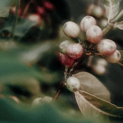 Beruhigendes Augengel mit Koffein - 30 ml